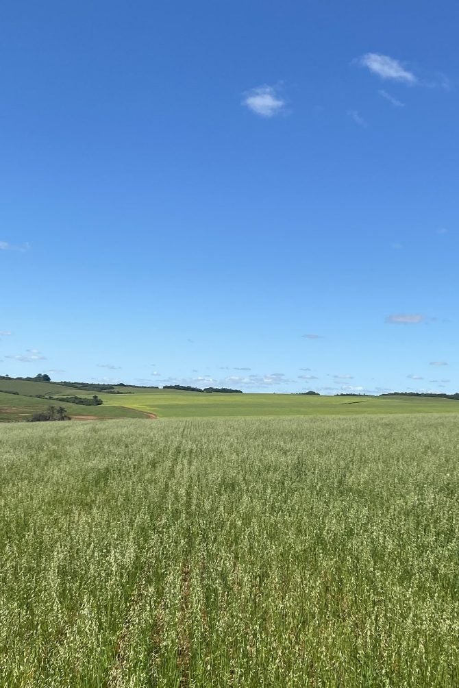 Campo verde sob um céu azul