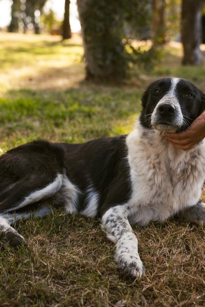 Cão deitado na grama recebendo carinho no queixo