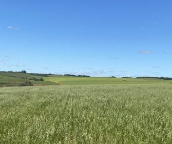 Campo verde sob um céu azul