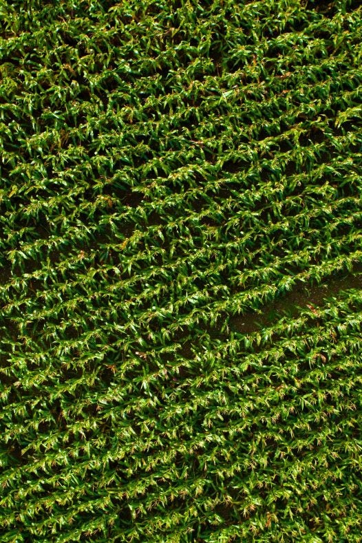 Vista aérea de uma plantação