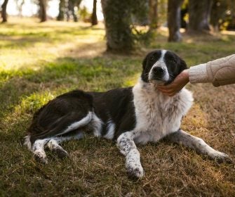 Cão deitado na grama recebendo carinho no queixo