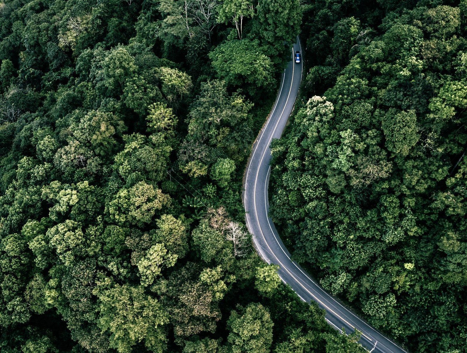 Vista aérea de uma estrada entre árvores