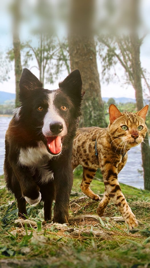 Cão e gato caminhando juntos ao ar livre