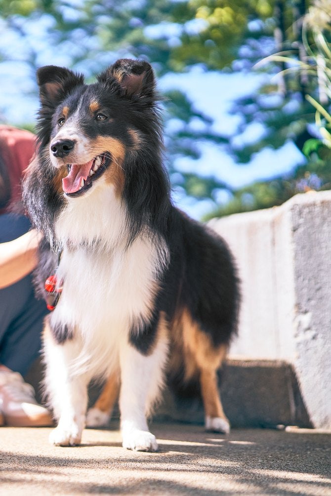 Cão sentado ao lado da tutora em uma escada ao ar livre