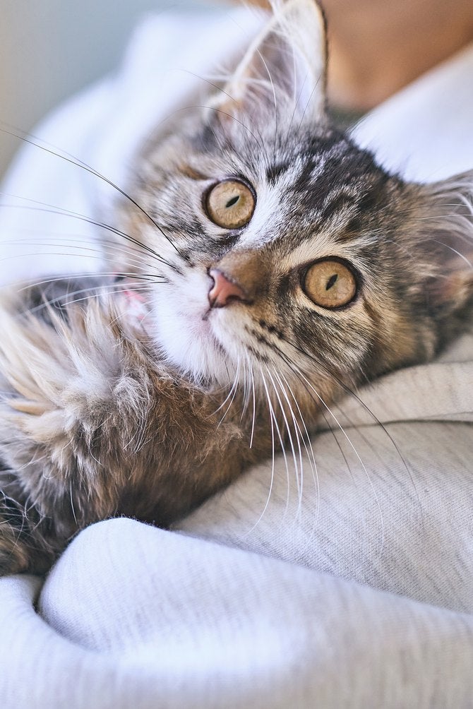 Gatinho no colo da tutora