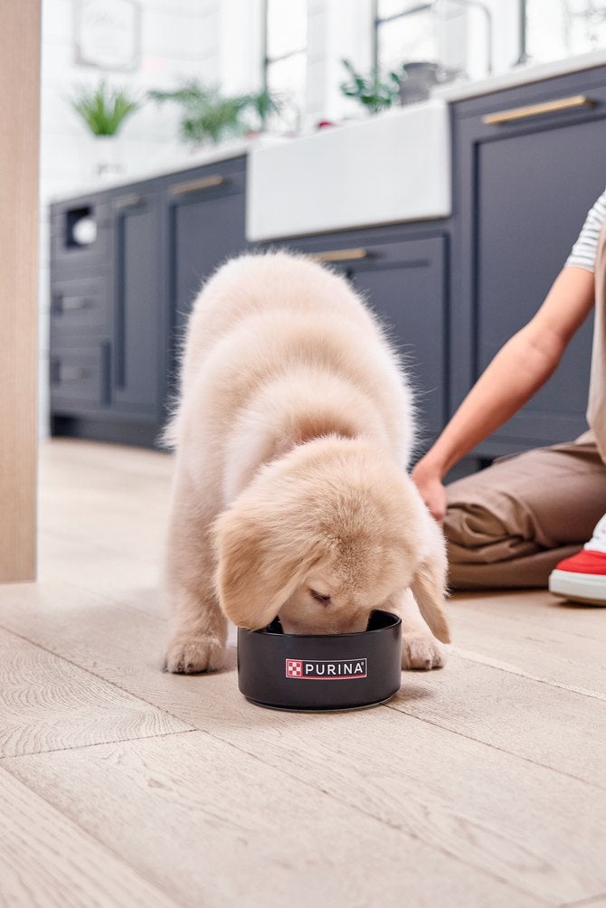 Filhote de cão comendo na tigela
