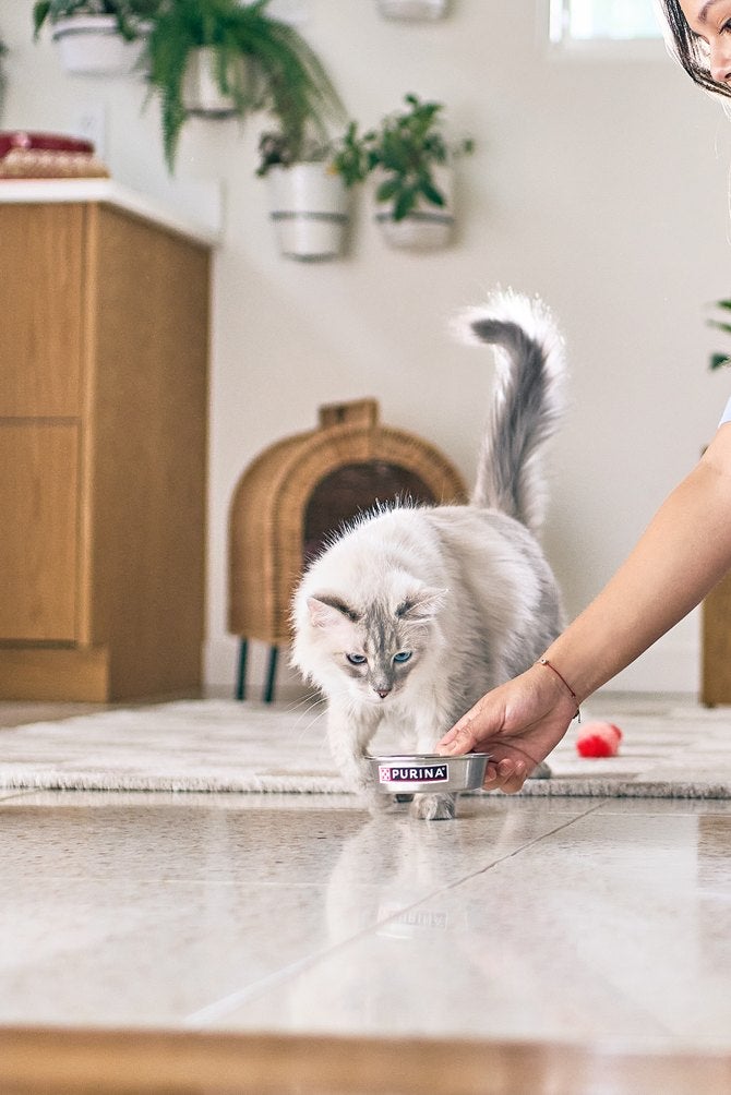 Gato comendo na tigela oferecida pela tutora