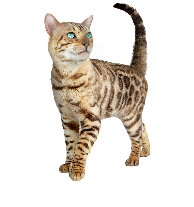 Gato bengal em pé, olhando para cima