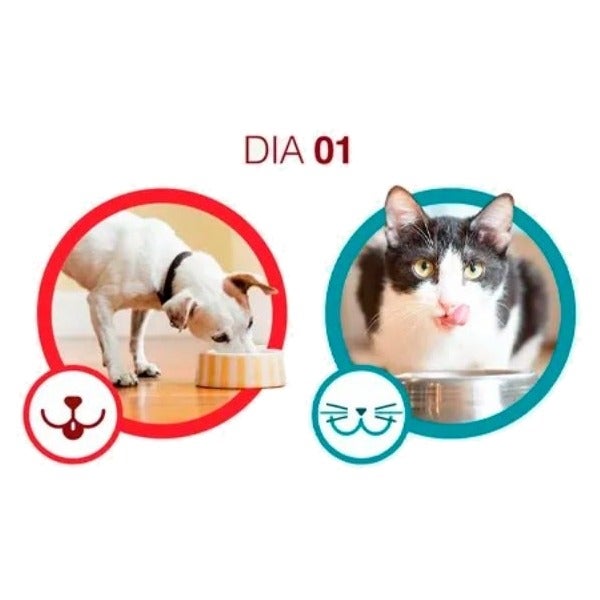 Cão e gato no dia 01 com Purina One: prato limpo