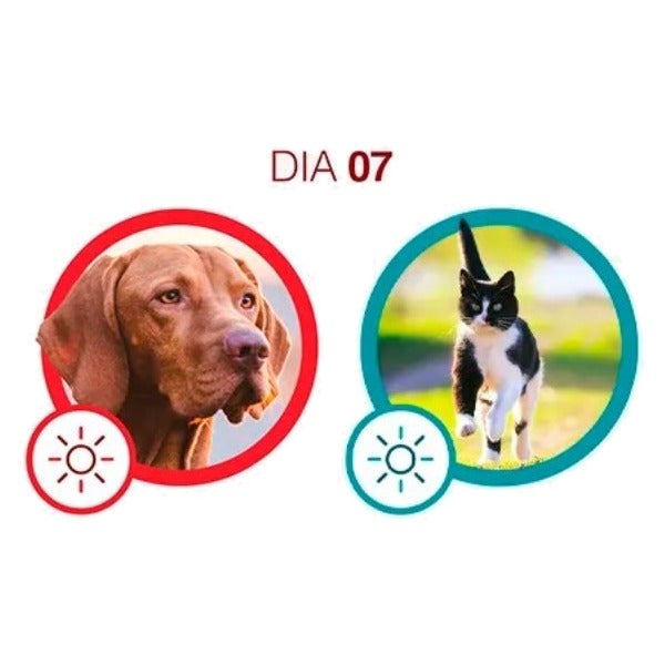 Cão e gato no dia 07 com Purina One: energia saudável