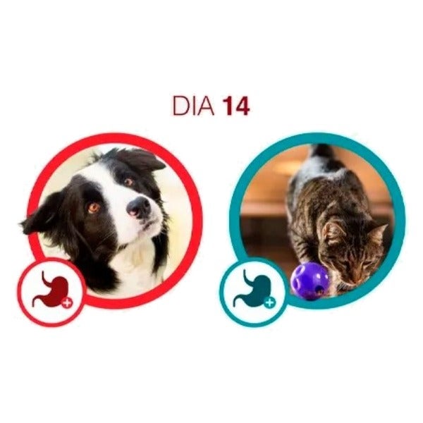 Cão e gato no dia 14 com Purina One: digestibilidade elevada