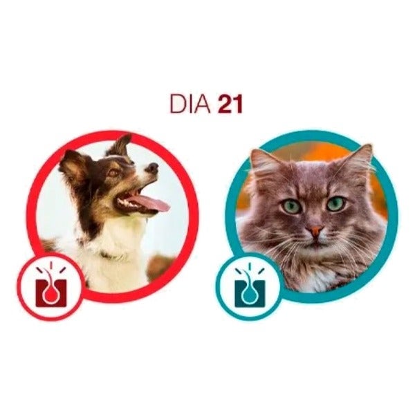 Cão e gato no dia 21 com Purina One: pele saudável, olhos e pelagem brilhantes