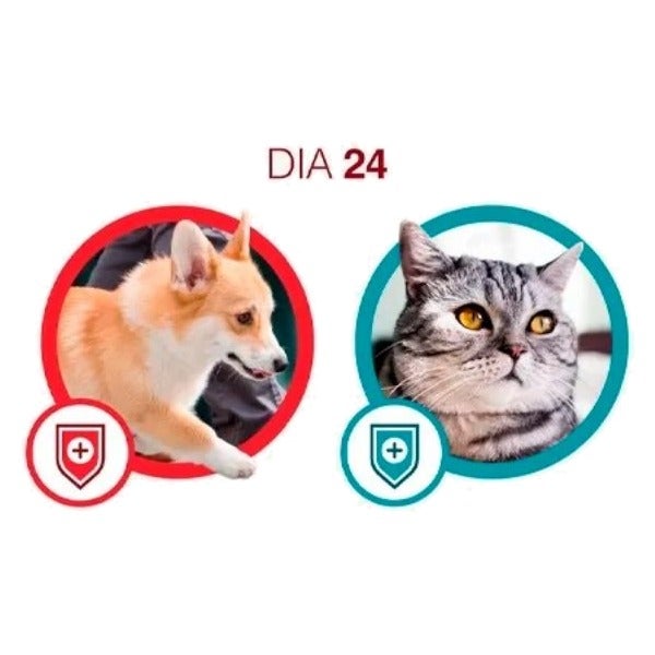 Cão e gato no dia 24 com Purina One: sistema imune forte