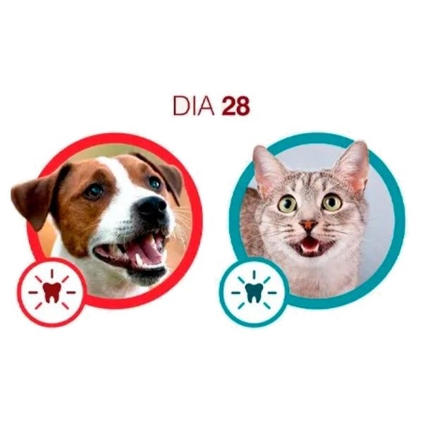 Cão e gato no dia 28 com Purina One: músculos e dentes fortes