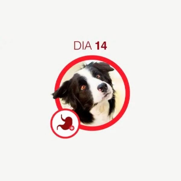 Cão preto e branco com a cabeça inclinada, olhando para cima