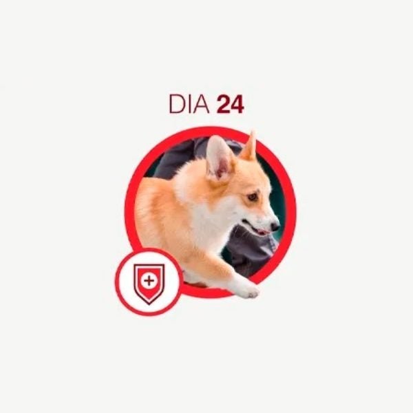 Cão corgi caramelo e branco caminhando