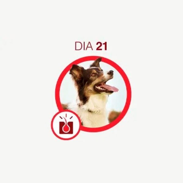 Cão de pelagem longa marrom e branca, de boca aberta e língua de fora
