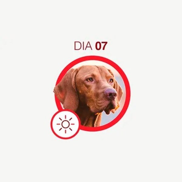 Cão de pelagem marrom-avermelhada olhando para o alto