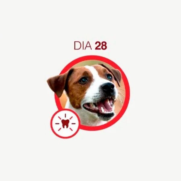 Cão marrom e branco de boca aberta, mostrando os dentes