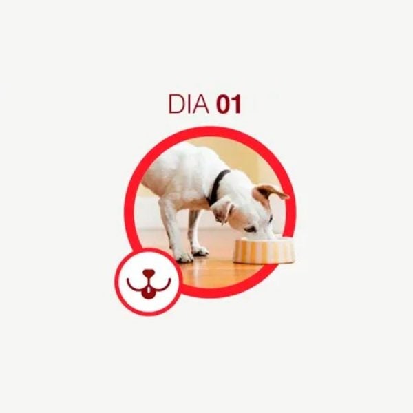 Cão de pelagem branca comendo na tigela