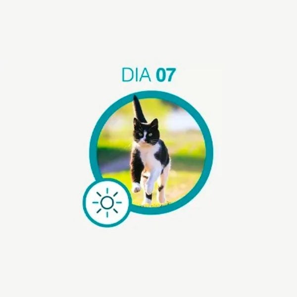 Gato preto e branco correndo na grama
