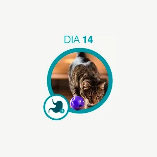 Gato tigrado brincando com uma bola roxa