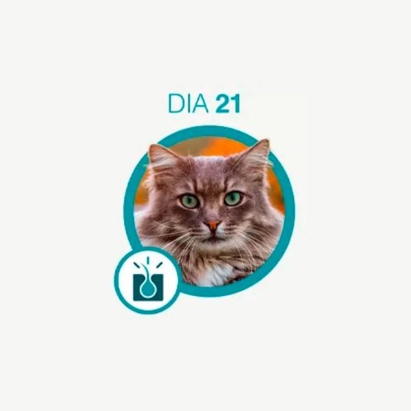 Gato de pelo longo acinzentado e olhos verdes