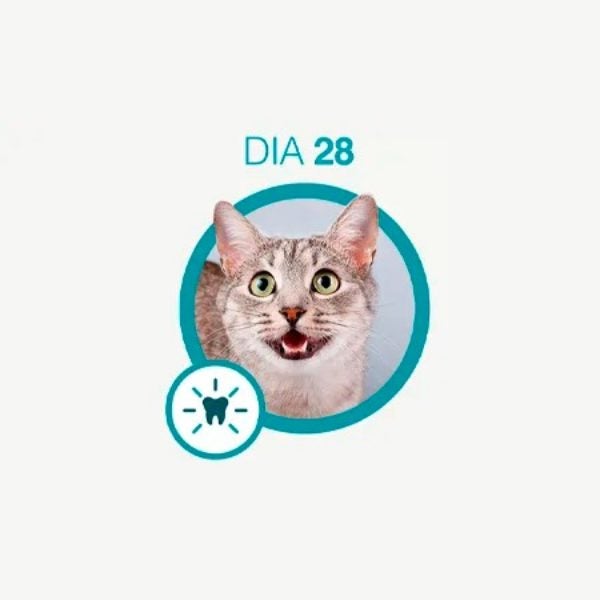 Gato tigrado de boca aberta, mostrando os dentes