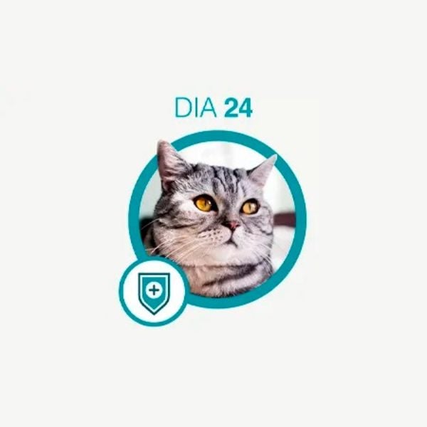 Gato tigrado prateado de olhos amarelos