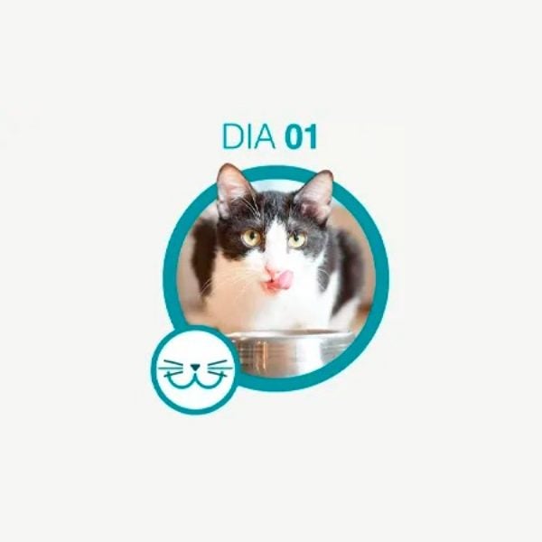 Gato preto e branco lambendo os lábios diante da tigela