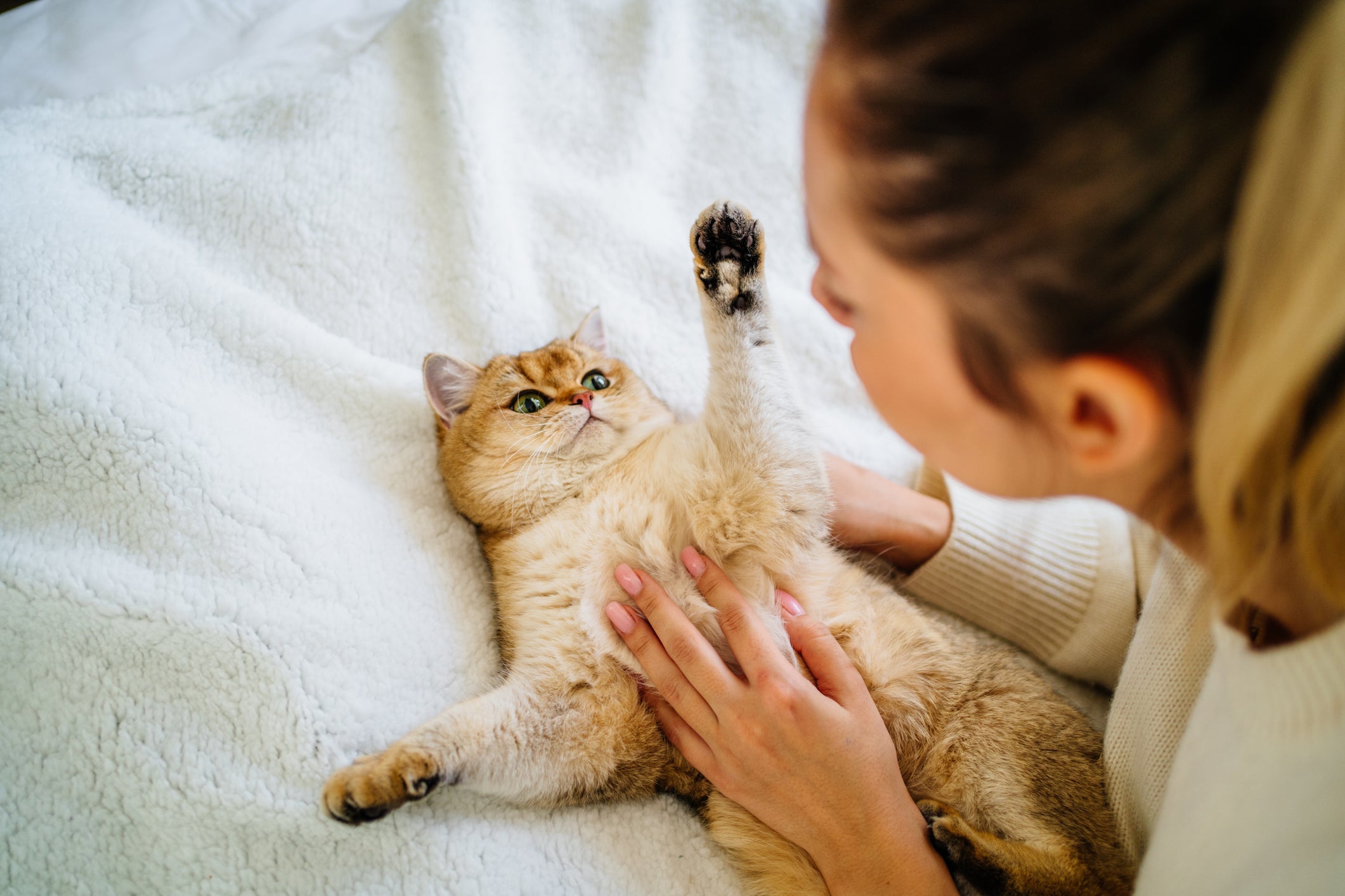 É importante saber como conquistar um gato assustado