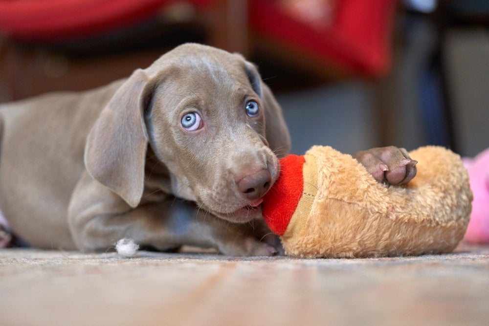 O brinquedo de pelúcia para cachorro filhote ajuda a mininizar o estresse da separação da ninhada