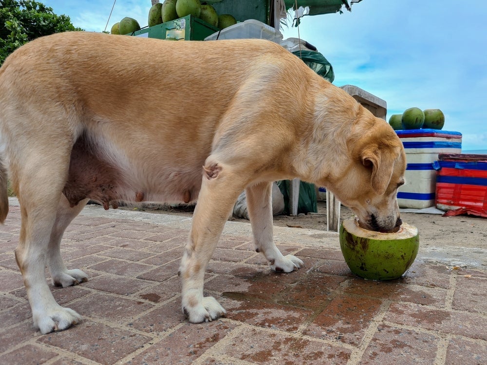 Cachorro pode beber água de coco em pequenas quantidades