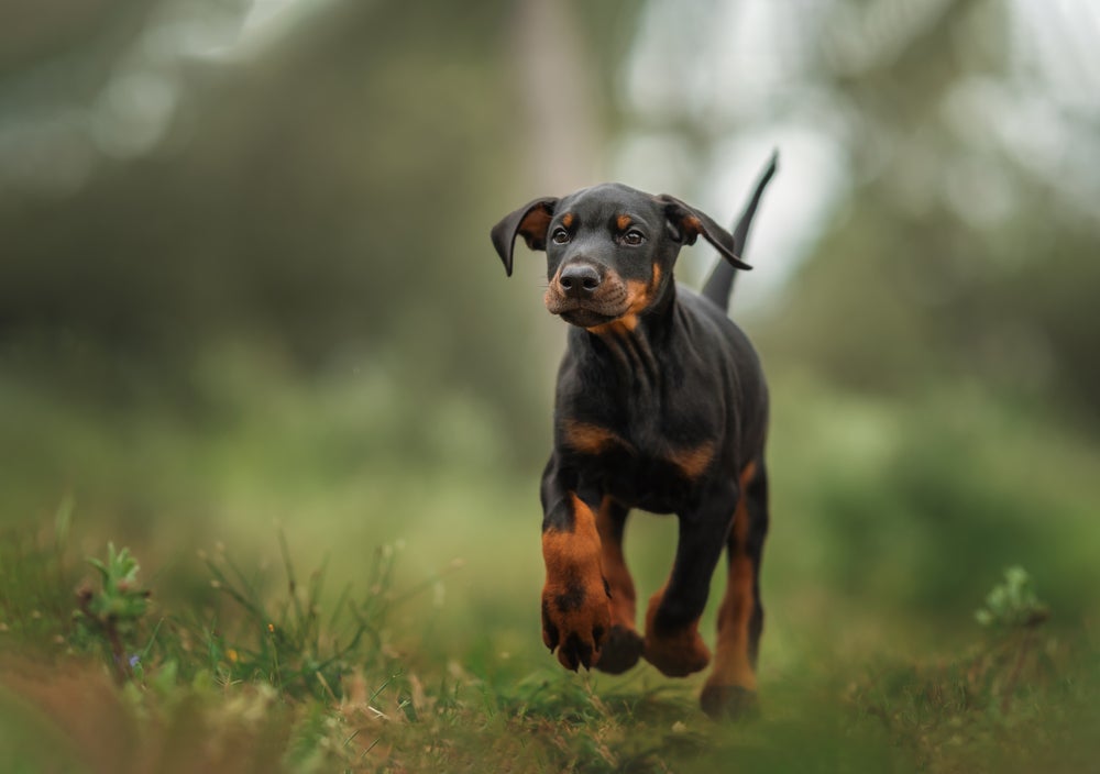 Os nomes para cachorro grande podem ser tão imponentes quanto eles