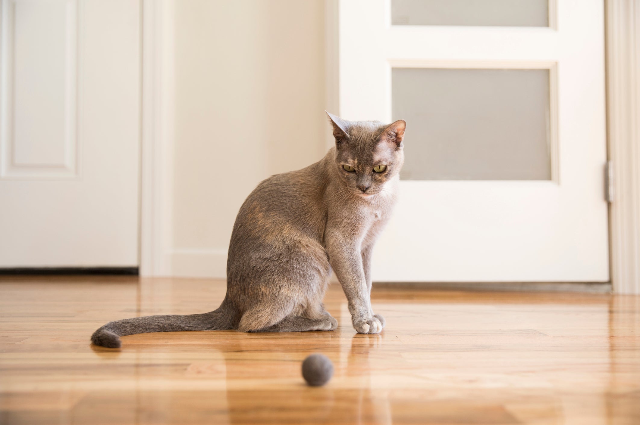 Gato Tonquinês possui uma coloração degradê 
