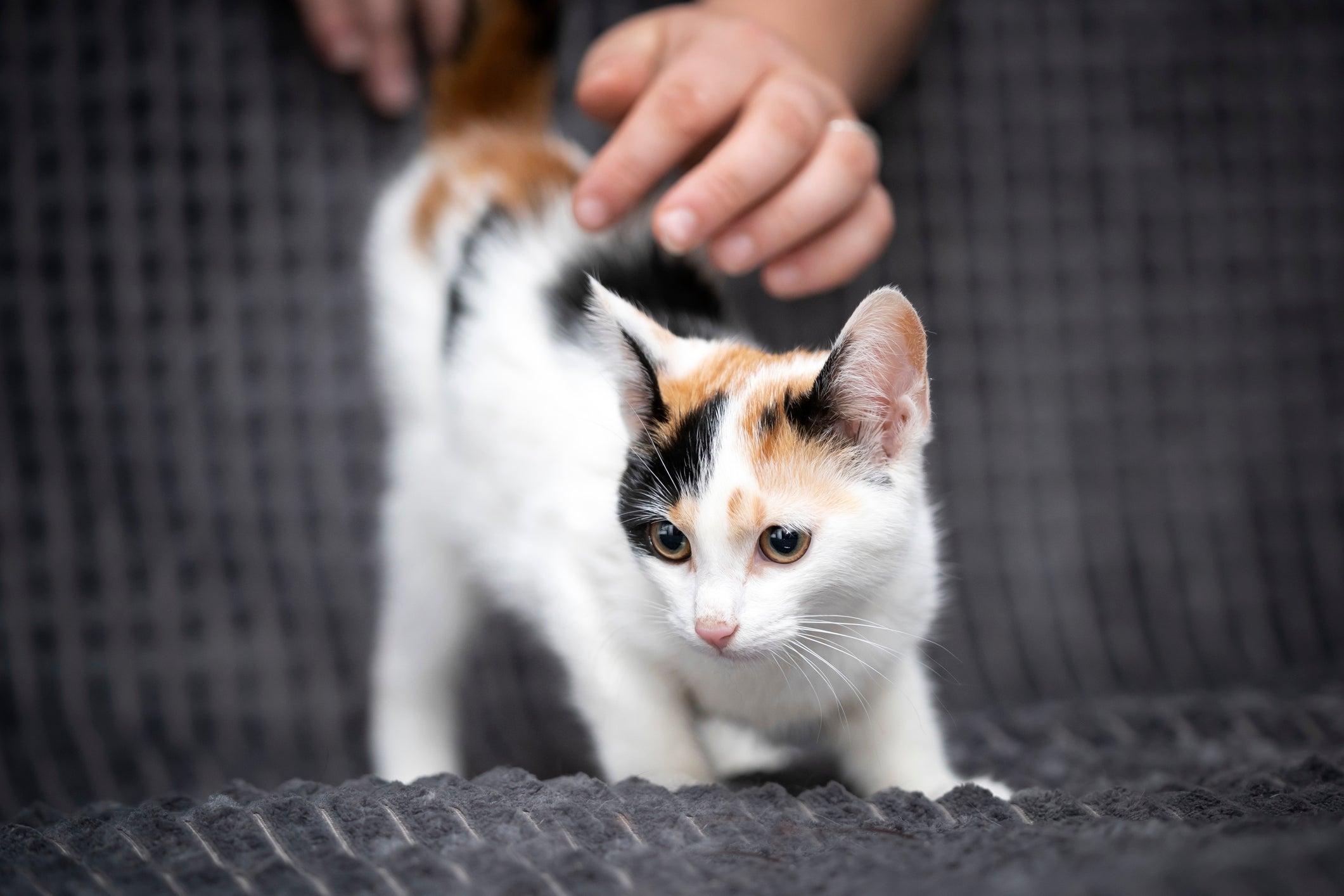 Amor de gato é sutil, então dê espaço para o seu bichano