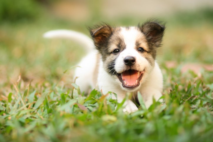 É preciso manter uma rotina de cuidados com o dente de leite de cachorro