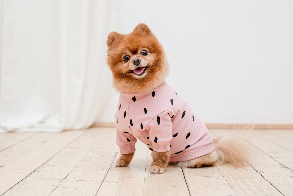 Colocar roupinhas no cachorro é um exemplo de humanização que não traz prejuízos
