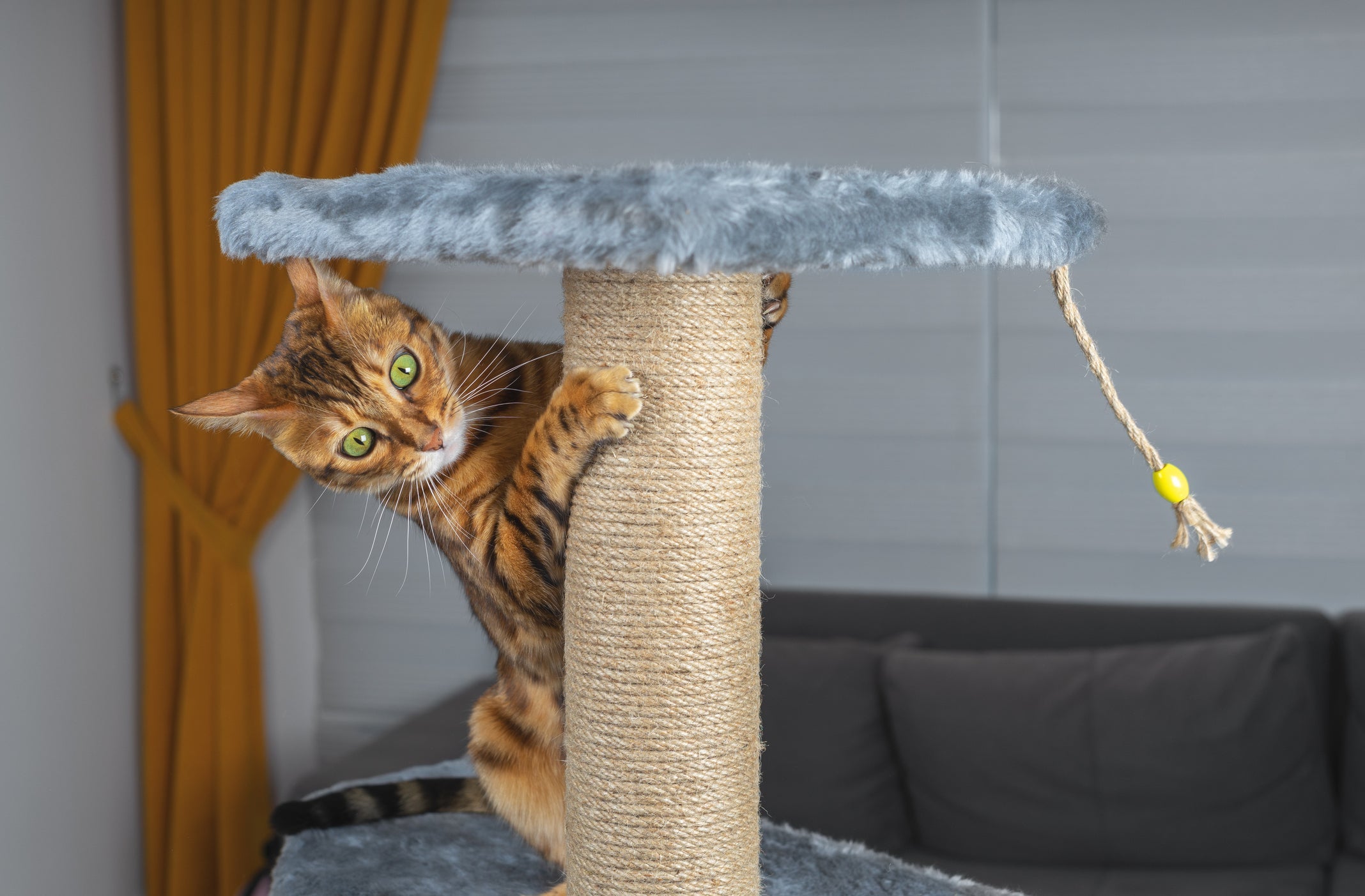 O arranhador para gatos é um acessório muito útil no cotidiano dos felinos