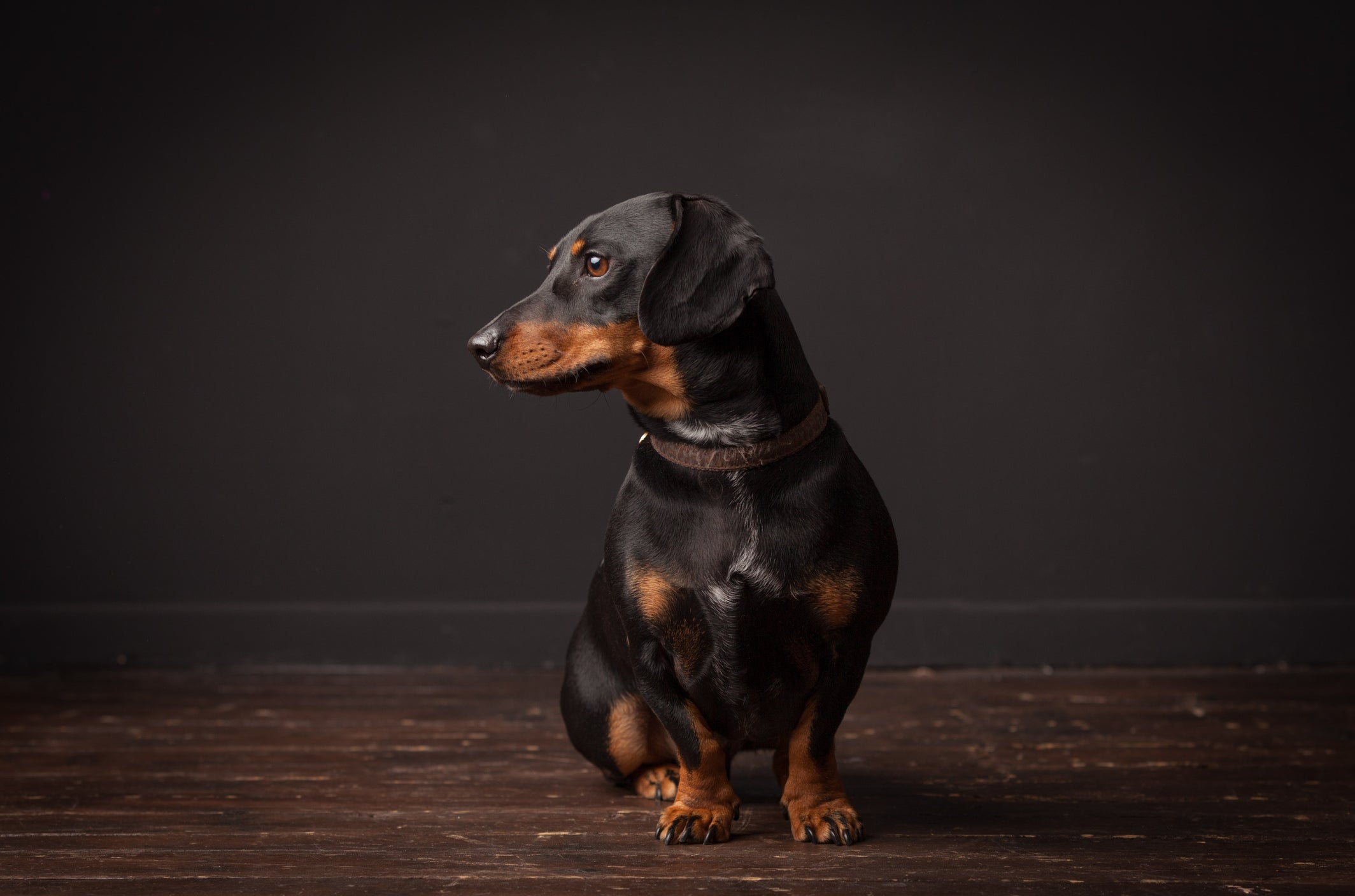 A raça Dachshund pode ter diferentes tipos e cores de pelagem, o cachorro salsicha preto é uma das variações mais populares