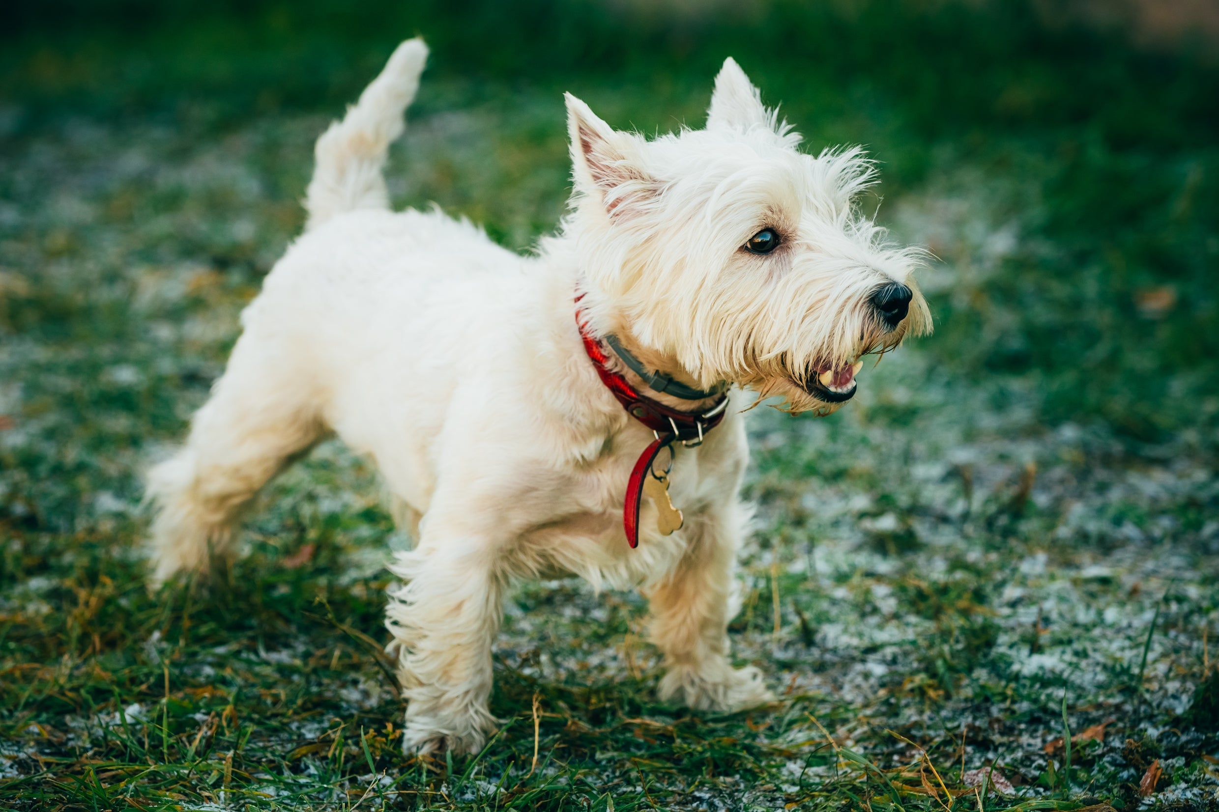 Anatomia canina: o rabo do cachorro serve como uma ferramenta de comunicação para o seu amigo