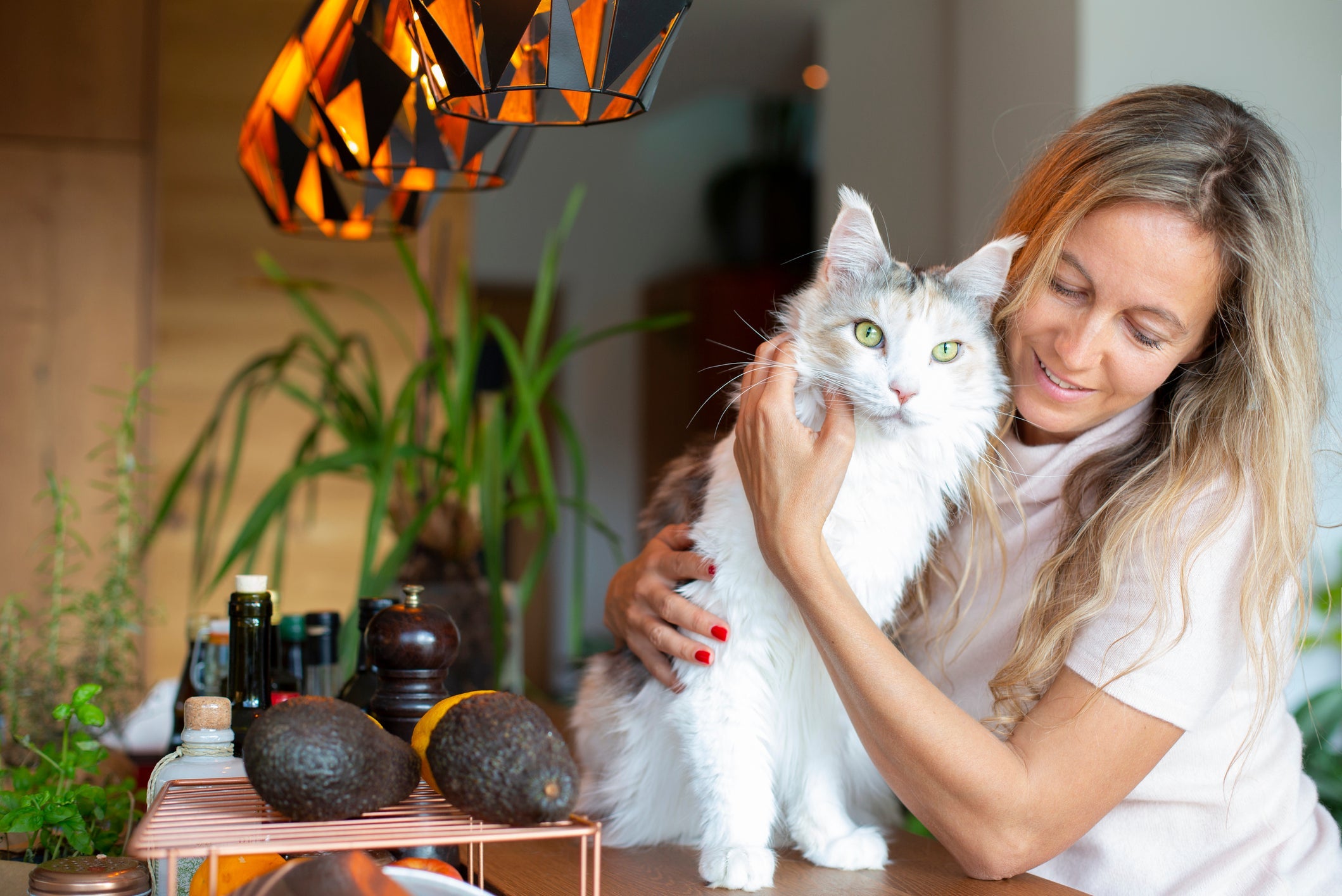 O Maine Coon pode chegar até 1 metro de comprimento