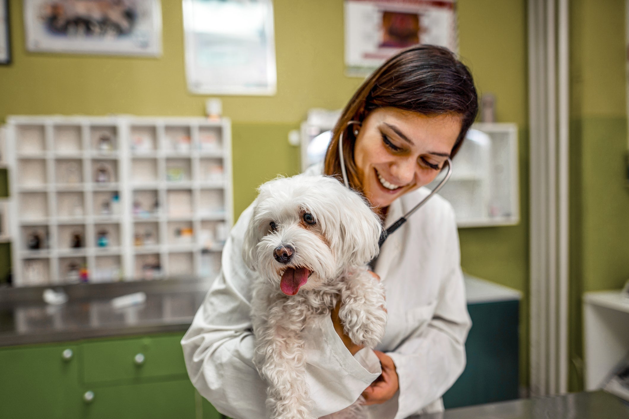 O diagnóstico da leishmaniose canina é complexo e precisa de prova e contraprova