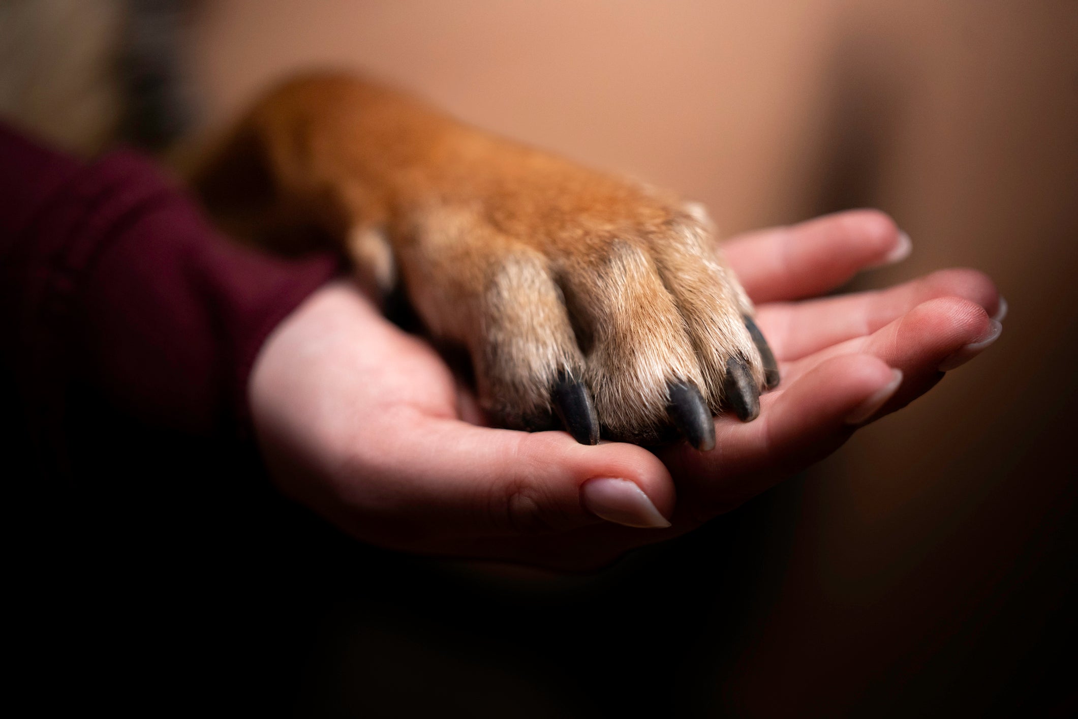 Bicho de pé em cachorro: checar as patinhas do animal é muito importante para prevenir o problema