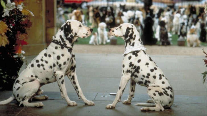 101 Dálmatas faz parte dos filmes de cachorro clássicos