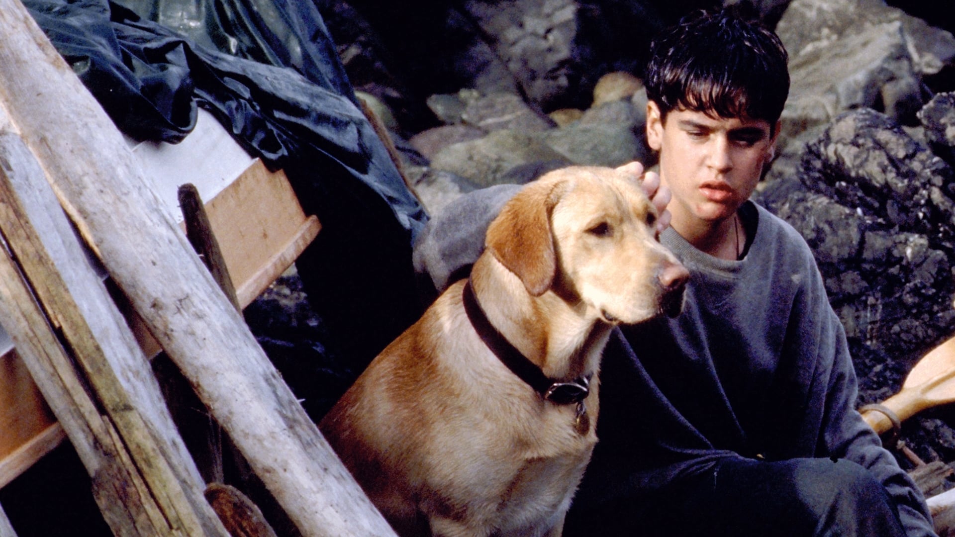 Amigos Para Sempre é um filme com cachorro Labrador que traz a história do menino Angus e seu amigo Yellow (Créditos: Divulgação)