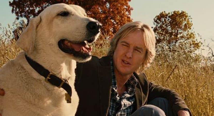 Como não se apaixonar pelo cachorro de filme labrador mais famoso do mundo? (Créditos: Divulgação)