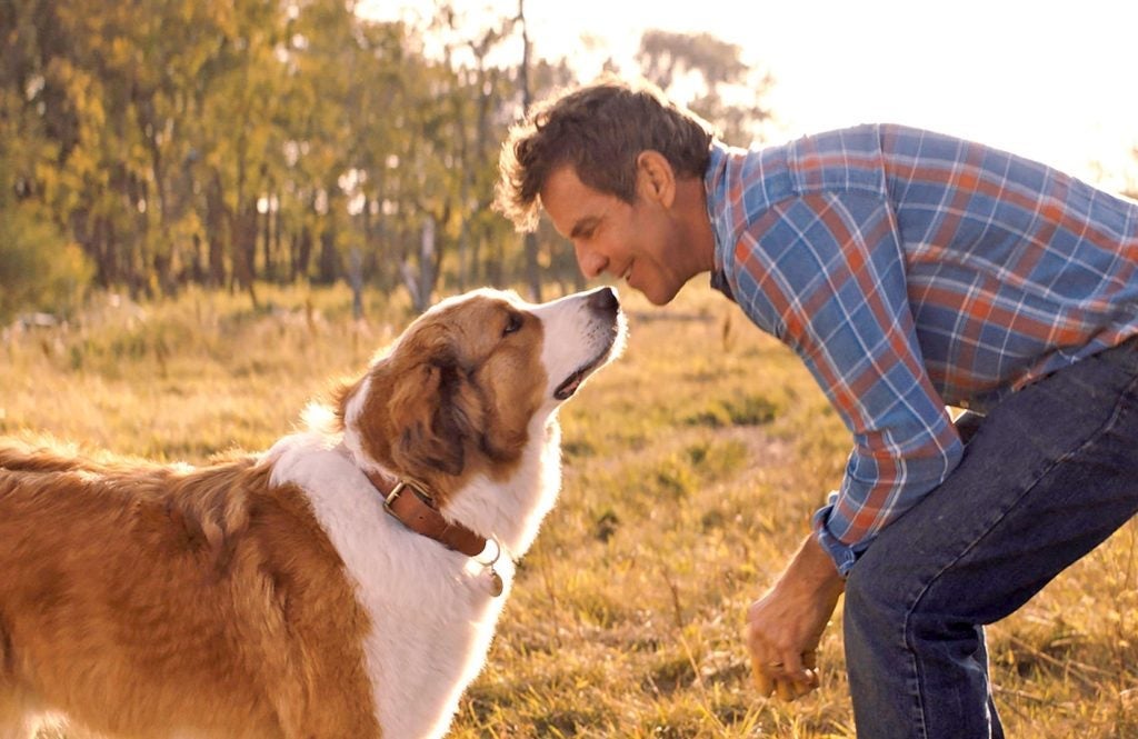 O filme de cachorro Quatro Vidas de um Cachorro traz Bailey, um cão inquieto sobre a sua existência (Créditos: Divulgação)