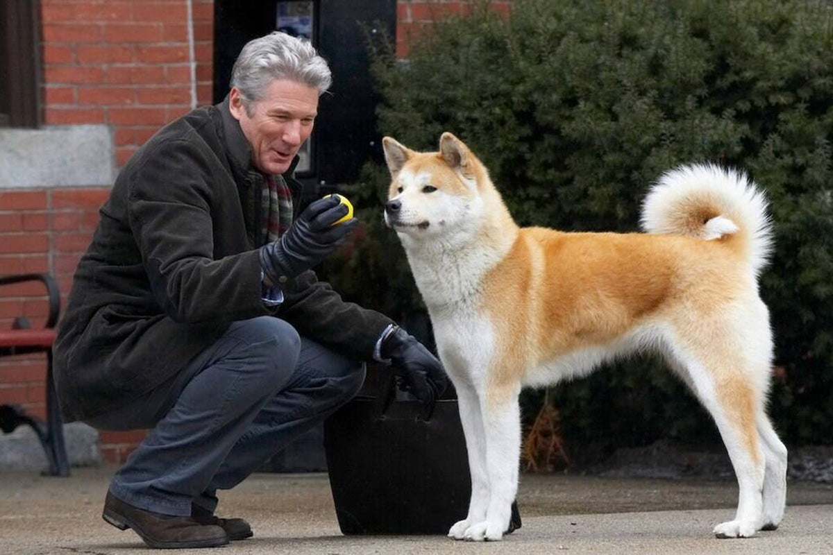 O filme de cachorro Sempre ao Seu Lado é uma adaptação de uma história real que aconteceu no Japão (Créditos: Divulgação)
