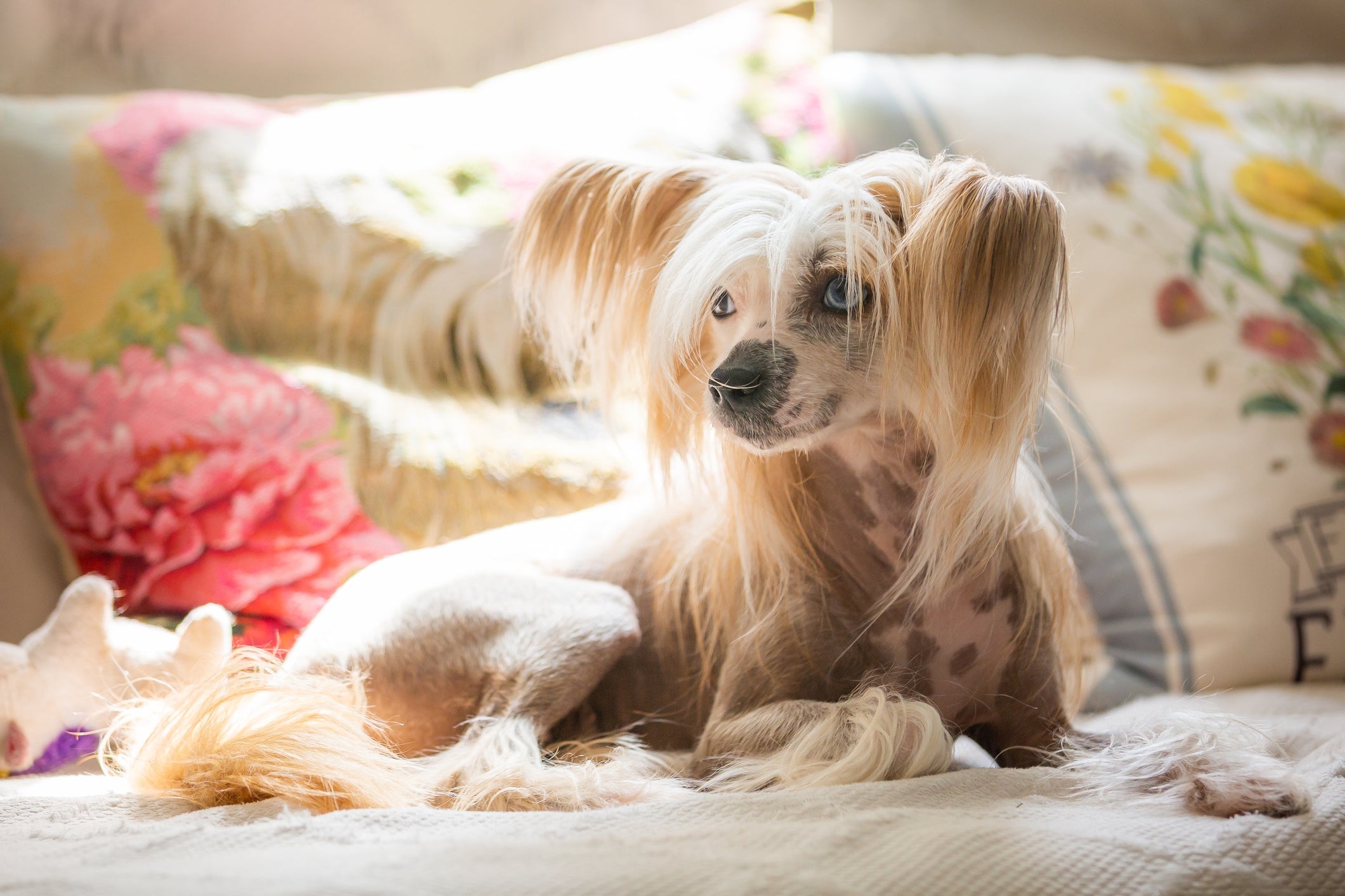 Cachorro chinês: o Crista Chinês é um dos cachorros mais caros